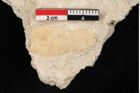 Foto (Detailansicht) von Plantae indet.  (NHMW-GEO-2024-0188-11379)
